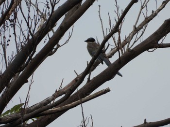 Sun, 10/8/2023 Birding report at ちどり公園(川崎市川崎区)