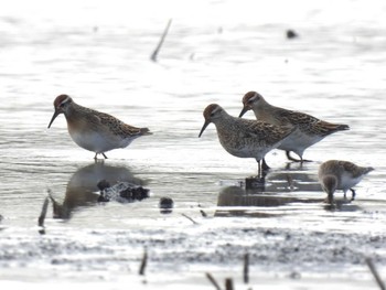 Sun, 10/8/2023 Birding report at Inashiki