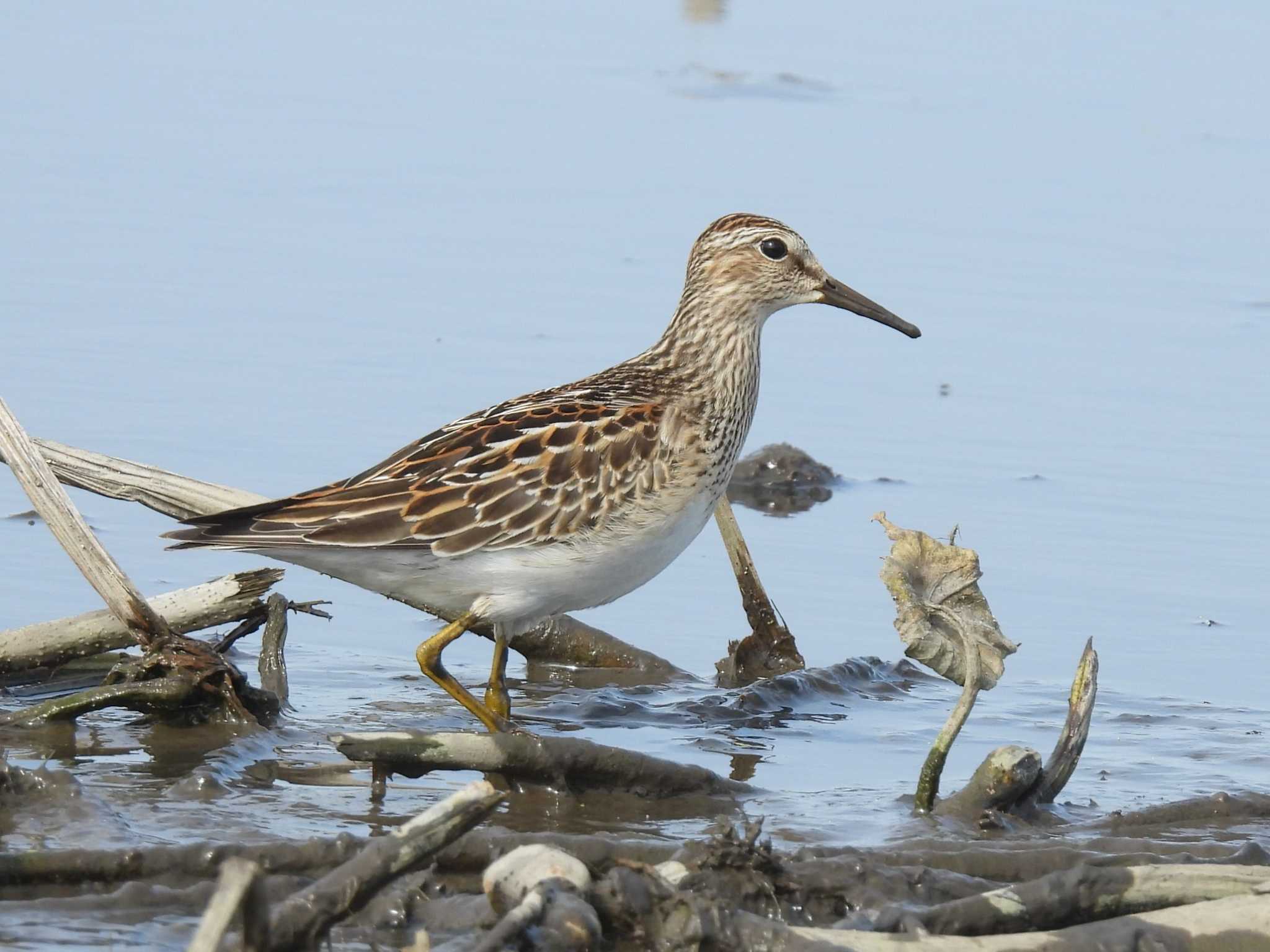 アメリカウズラシギ