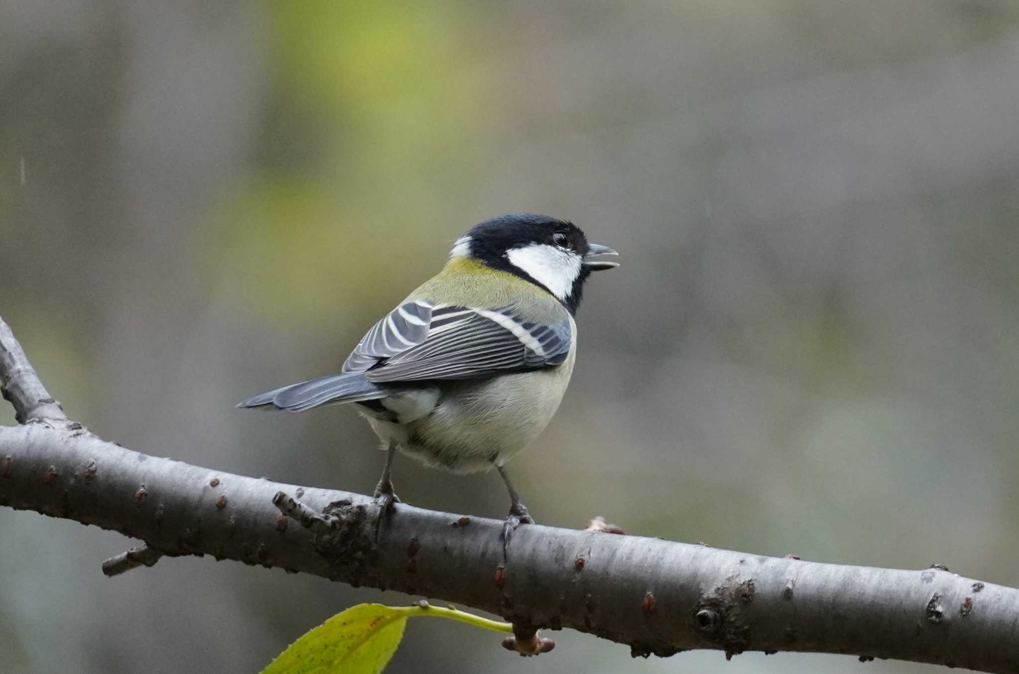 シジュウカラ