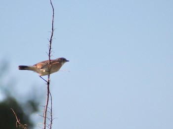 Amur Stonechat 江戸川サイクリングロード Fri, 10/6/2023