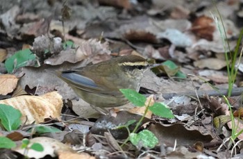 2023年10月8日(日) 大阪城公園の野鳥観察記録