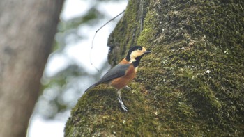 Varied Tit Kyoto Gyoen Sat, 10/7/2023