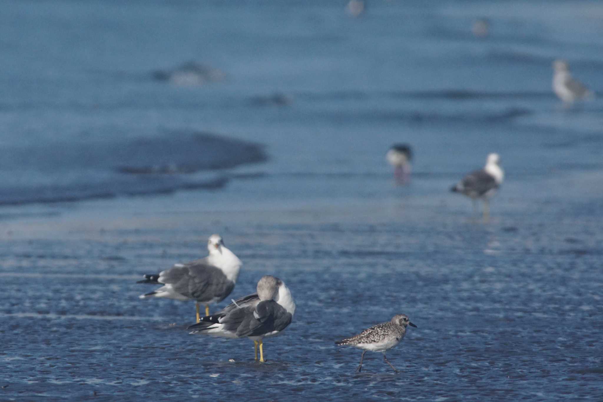 ふなばし三番瀬海浜公園 ダイゼンの写真