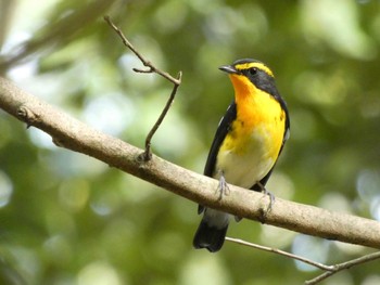 2022年10月22日(土) 京都御苑の野鳥観察記録