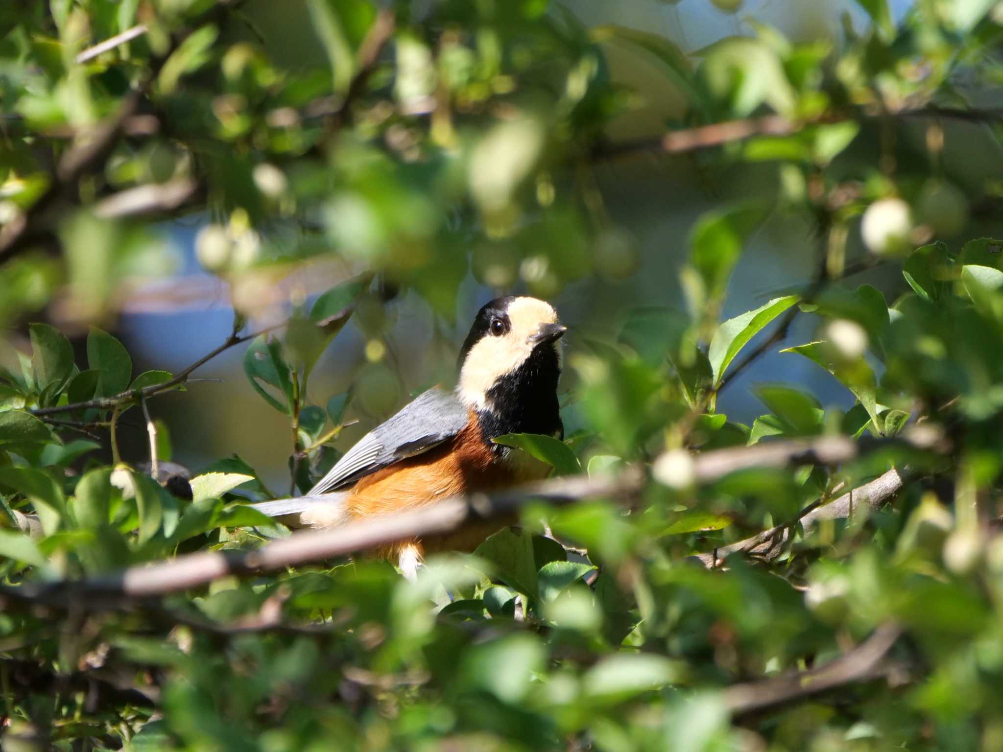 一つのしあわせ・・。 by little birds