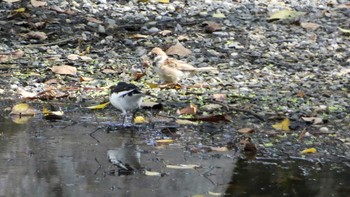 Eurasian Tree Sparrow Kyoto Gyoen Sat, 10/7/2023