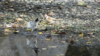 Eurasian Tree Sparrow Kyoto Gyoen Sat, 10/7/2023