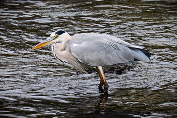 Grey Heron 神奈川県 Sun, 10/8/2023