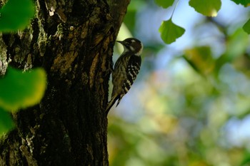 Japanese Pygmy Woodpecker Ukima Park Sat, 10/7/2023