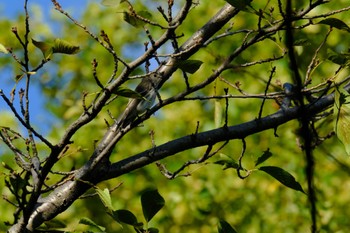 Grey-streaked Flycatcher Ukima Park Sat, 10/7/2023