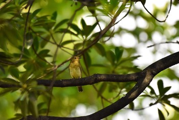 Narcissus Flycatcher Unknown Spots Mon, 9/3/2018