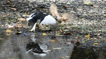 Japanese Wagtail Kyoto Gyoen Sat, 10/7/2023