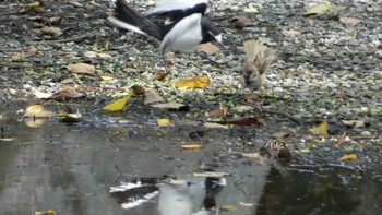 Japanese Wagtail Kyoto Gyoen Sat, 10/7/2023