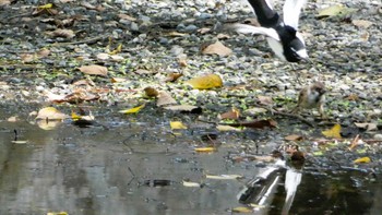 Japanese Wagtail Kyoto Gyoen Sat, 10/7/2023