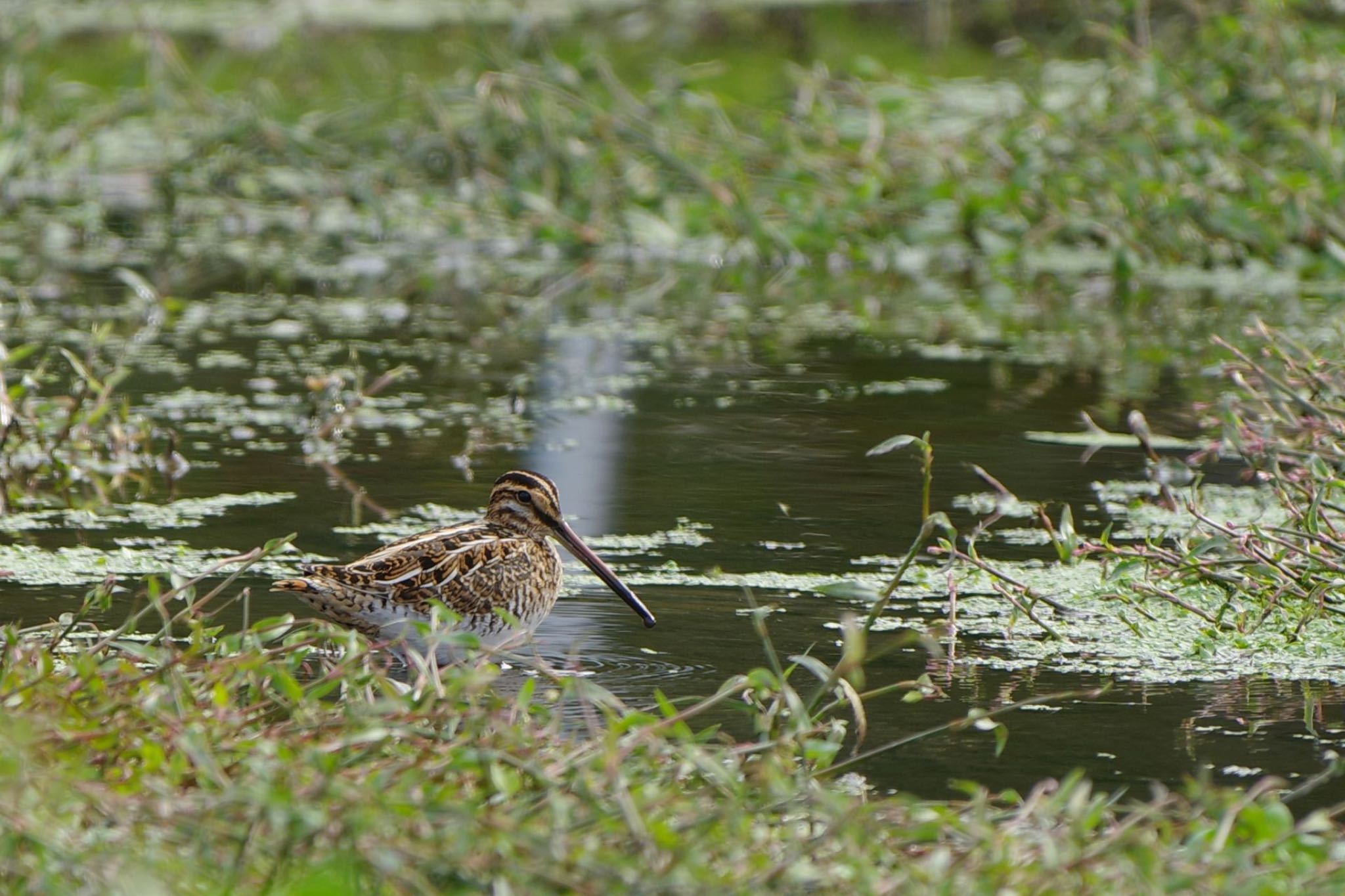 Photo of Common Snipe at 農村公園(富士吉田市) by 關本 英樹