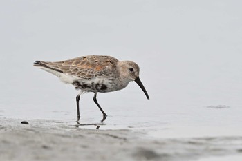 Great Knot 船橋市 Sun, 10/8/2023