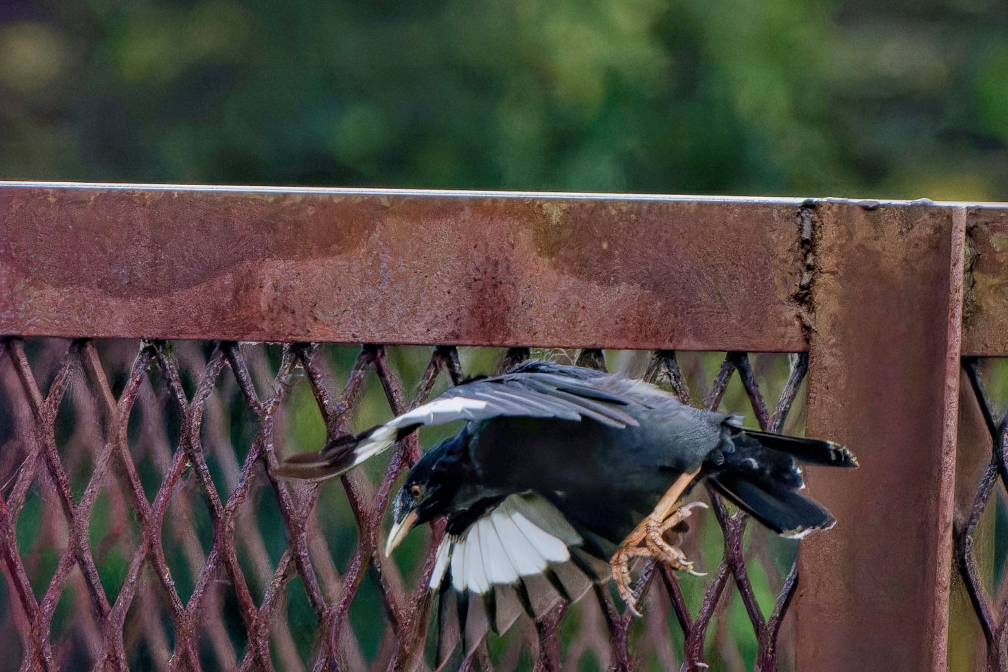 Crested Myna