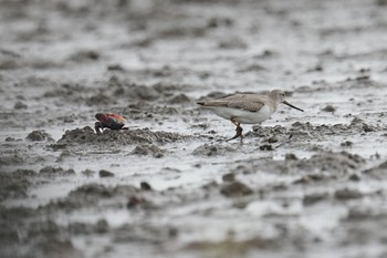 Terek Sandpiper Daijugarami Higashiyoka Coast Wed, 9/20/2023