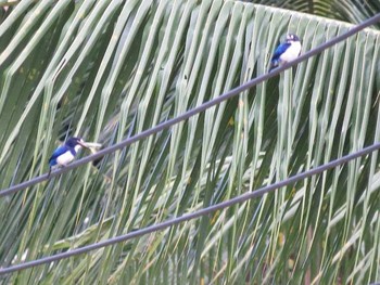 Blue-and-white Kingfisher インドネシア　ハルマヘラ島 Fri, 7/14/2017