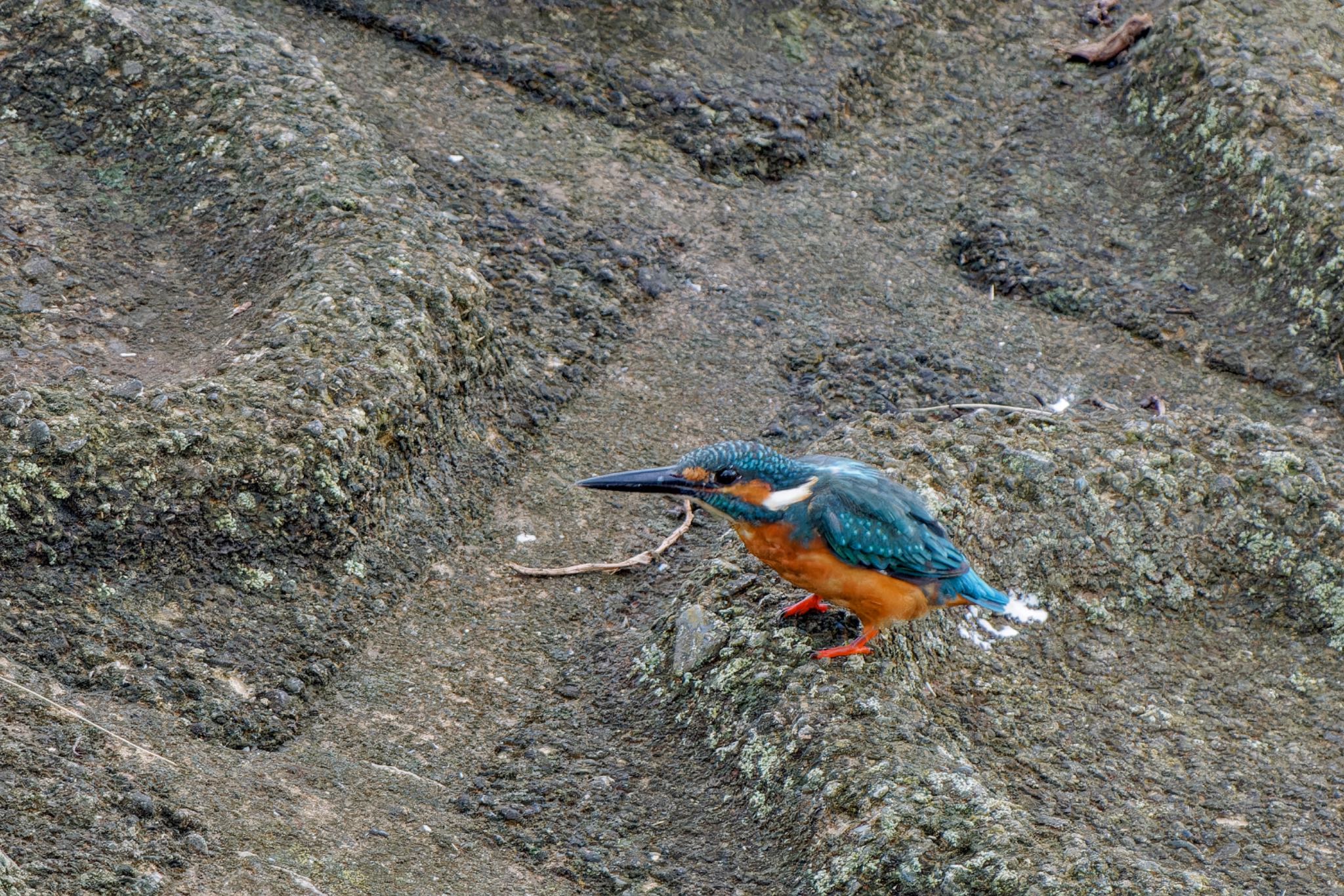 Common Kingfisher