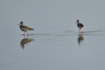 Spotted Redshank 石狩調整池 Sun, 10/8/2023