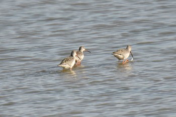 Spotted Redshank 石狩調整池 Sun, 10/8/2023