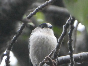 2018年9月22日(土) 恩田川(高瀬橋付近)の野鳥観察記録