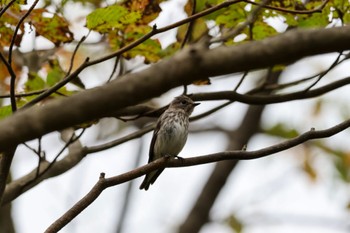 2023年10月8日(日) 舞岡公園の野鳥観察記録