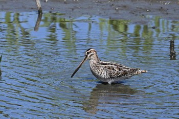 タシギ 東京港野鳥公園 2023年10月7日(土)