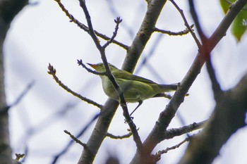 Japanese Leaf Warbler 厚木つつじの丘公園 Thu, 10/5/2023