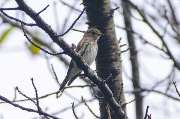 Grey-streaked Flycatcher 厚木つつじの丘公園 Thu, 10/5/2023