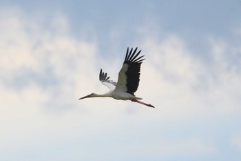 コウノトリ 渡良瀬遊水地 2023年9月23日(土)