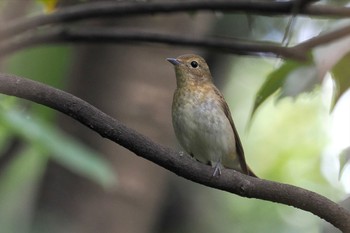 キビタキ 東京港野鳥公園 2023年10月8日(日)