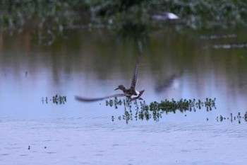 Sat, 9/23/2023 Birding report at 小山市