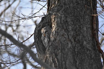 Ural Owl(japonica) 千歳市 Tue, 1/31/2023