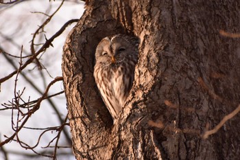 Ural Owl(japonica) 千歳市 Tue, 1/31/2023