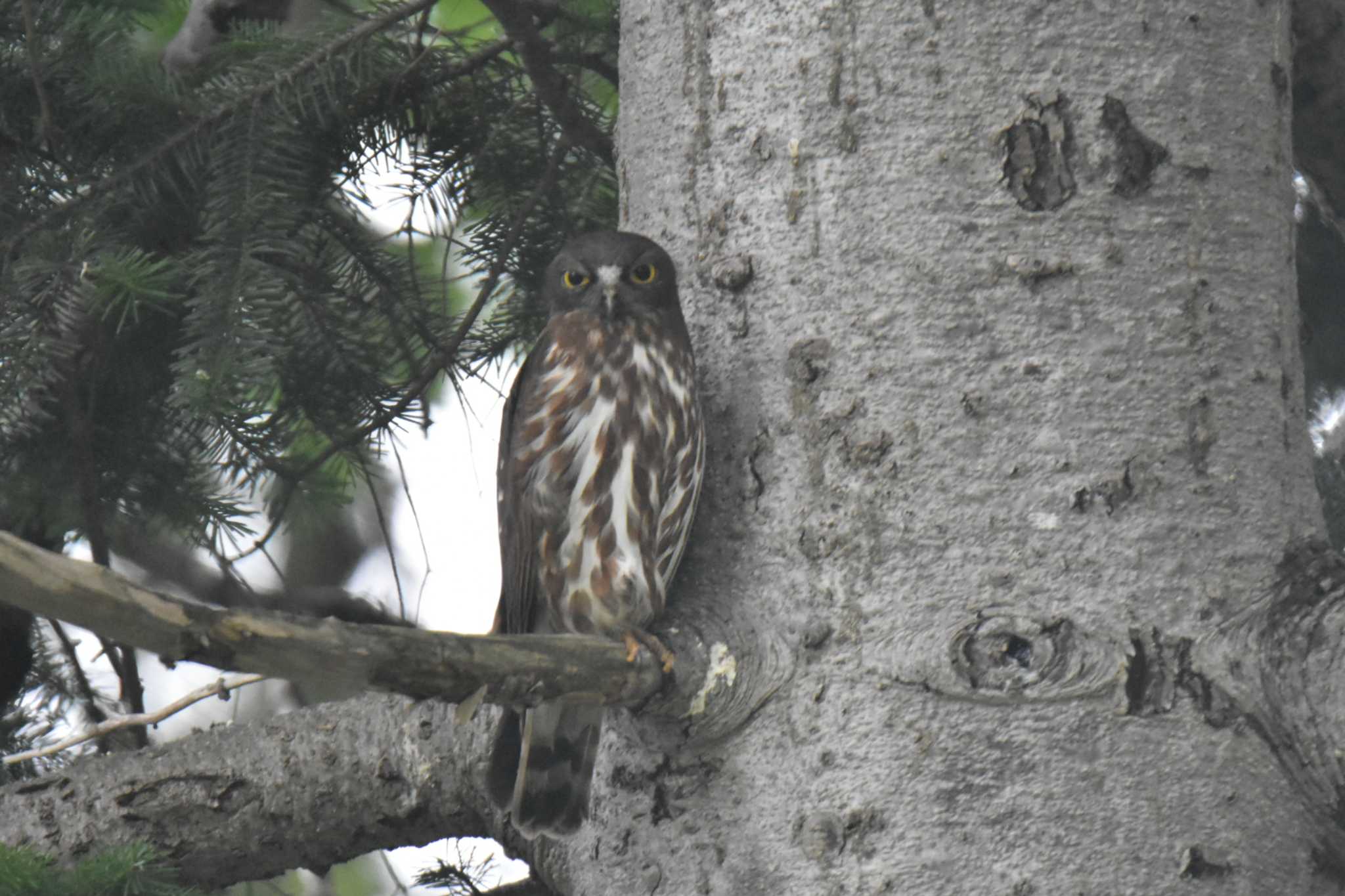 Photo of Northern Boobook at 三笠 by Makoto