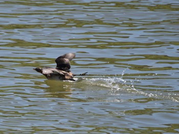 Little Grebe 海蔵川 Sat, 8/26/2023