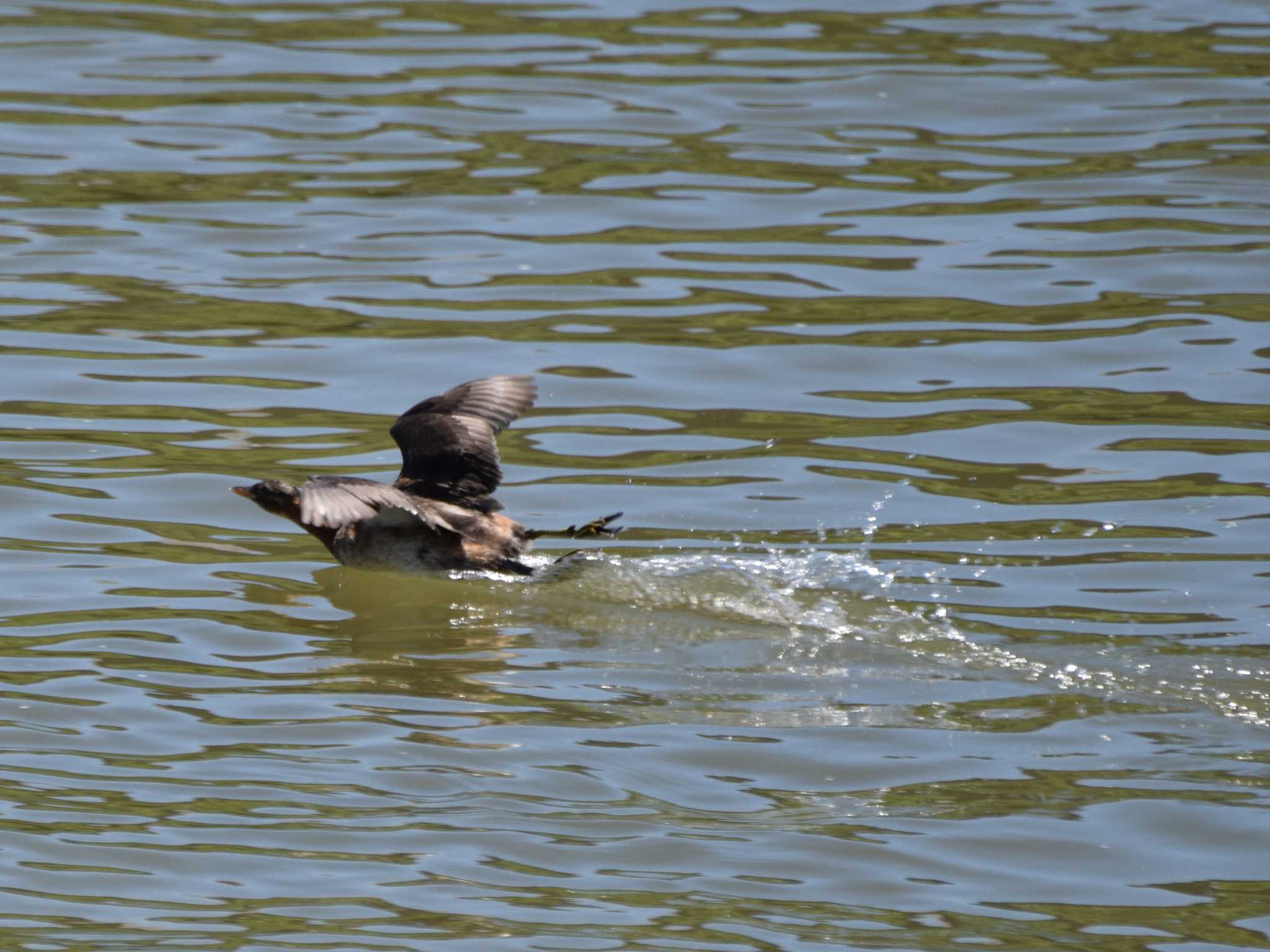 Photo of Little Grebe at 海蔵川 by sword-fish8240