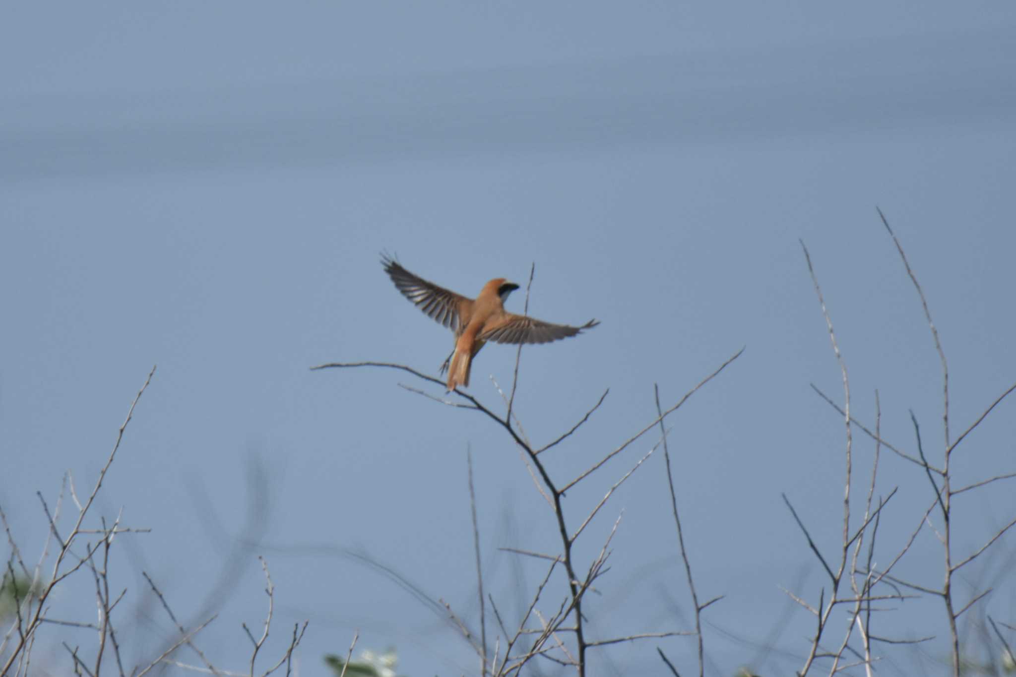 Photo of Brown Shrike at 石狩 by Makoto