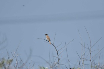 Brown Shrike 石狩 Sat, 7/8/2023