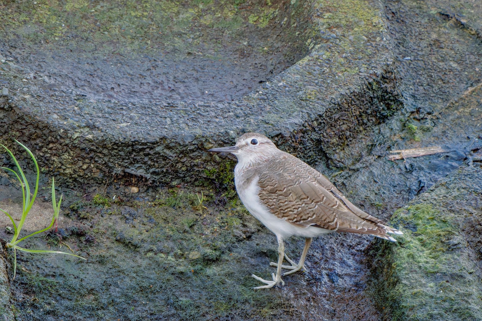 Common Sandpiper