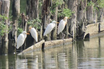 Eastern Cattle Egret Isanuma Sun, 9/10/2023