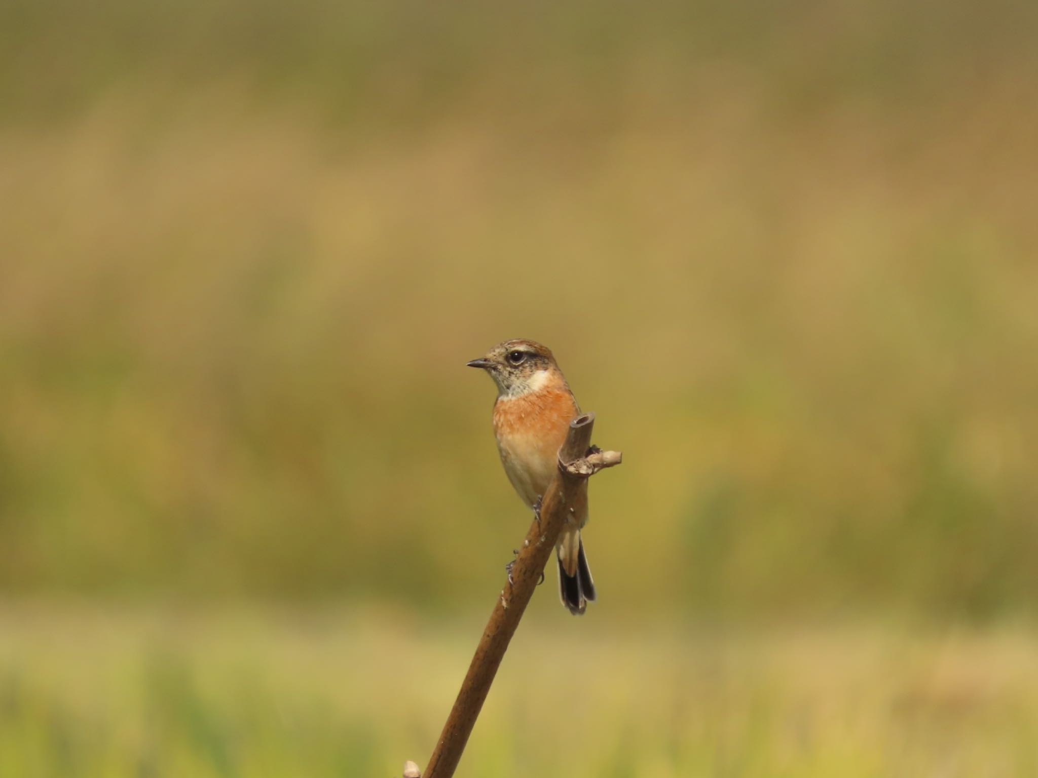 Amur Stonechat