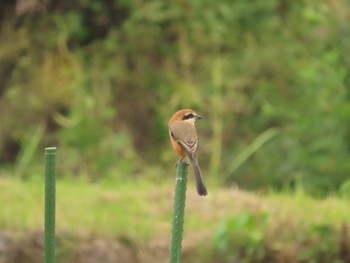 Bull-headed Shrike 長久手市 Sat, 10/7/2023