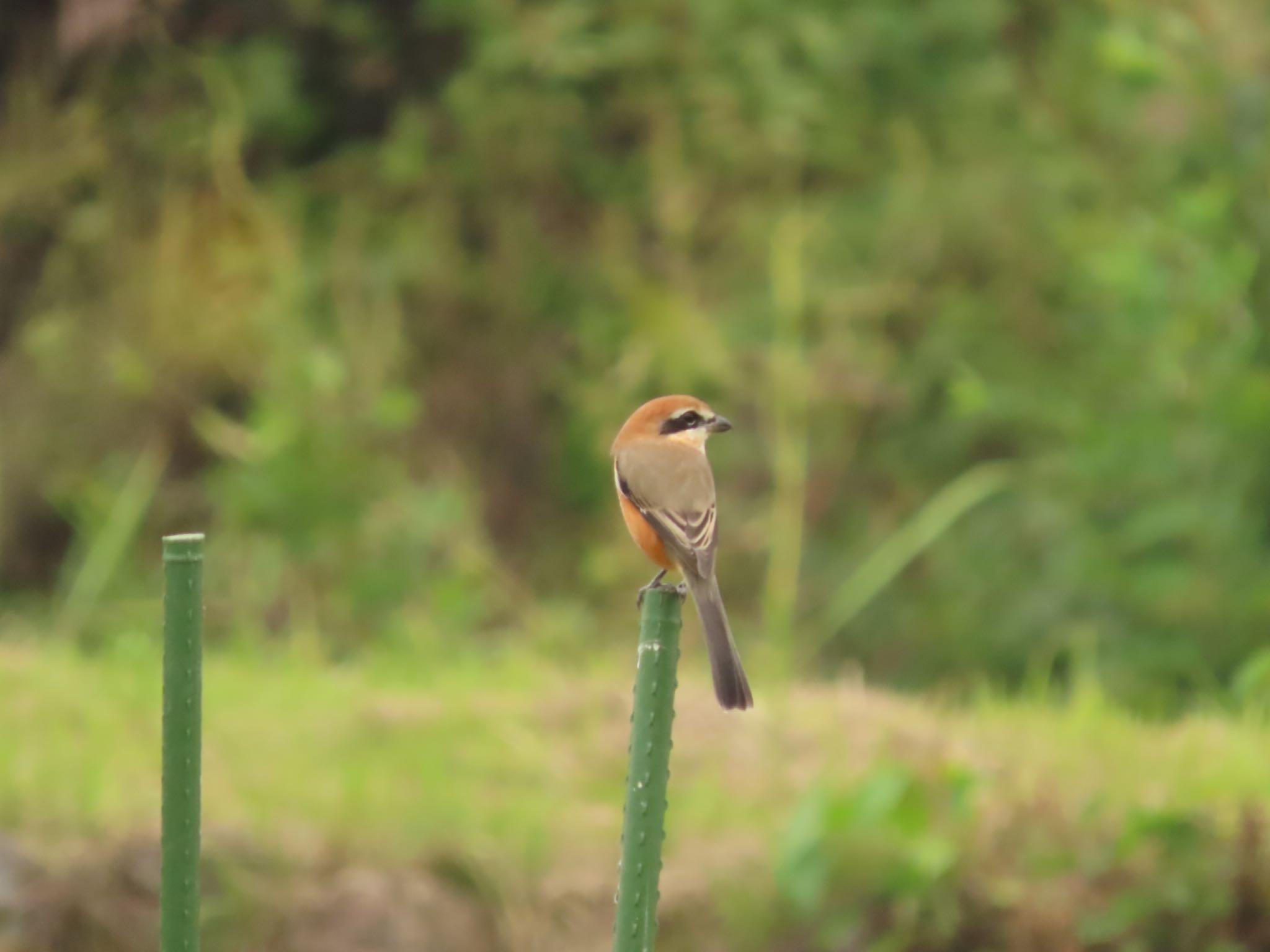 Bull-headed Shrike