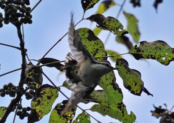 ゴジュウカラ 戸隠森林植物園(戸隠森林公園) 2023年10月5日(木)