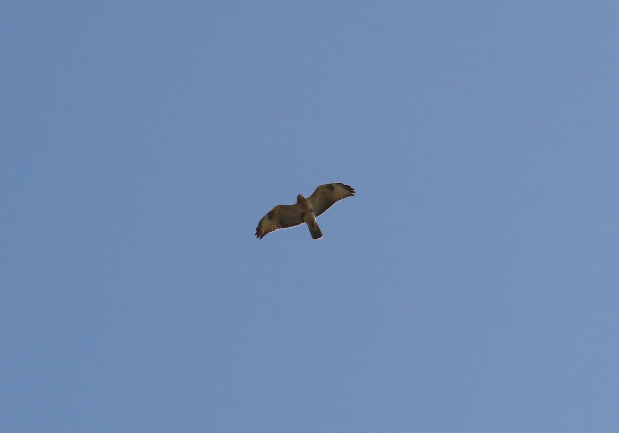 Photo of Eastern Buzzard at 長久手市 by オヤニラミ