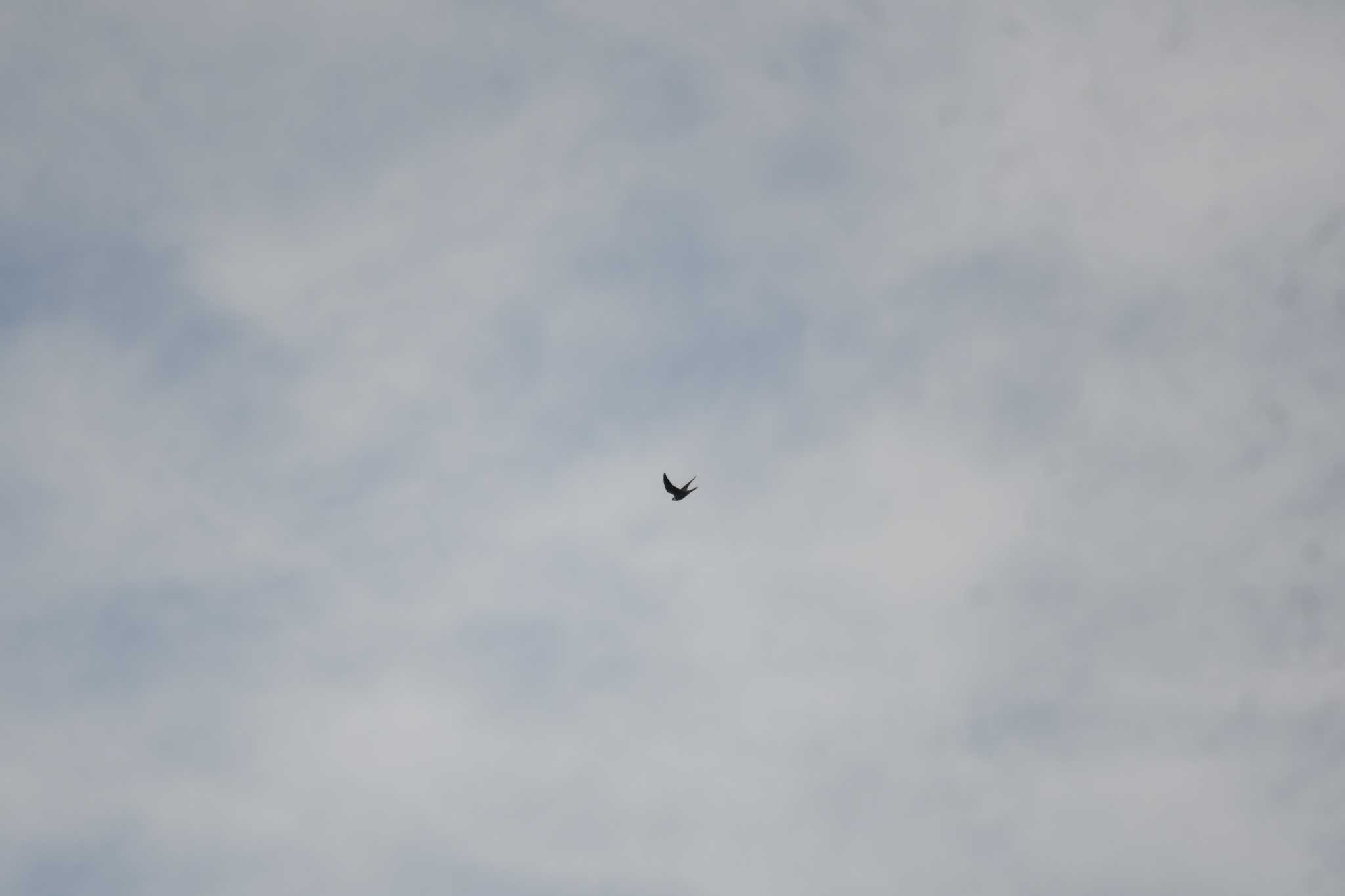 Photo of Eurasian Hobby at 伊良湖 by でみこ